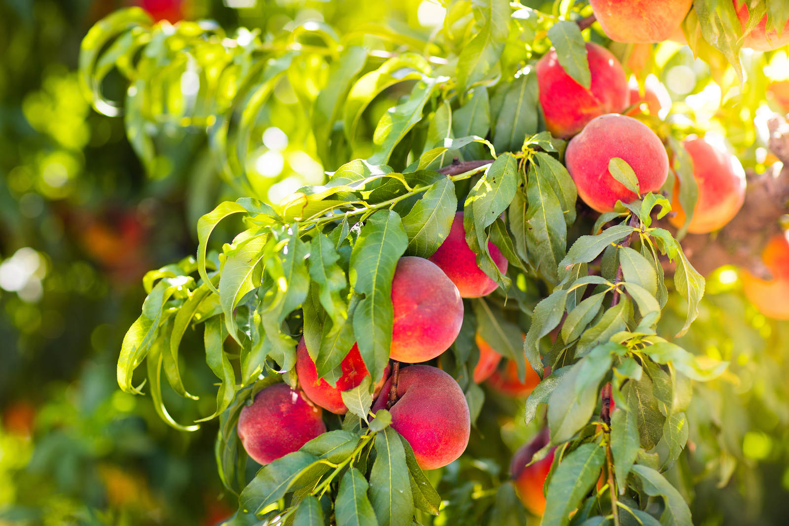 Fresh Ripe Peach On Tree In Summer Orchard Bishops Orchards