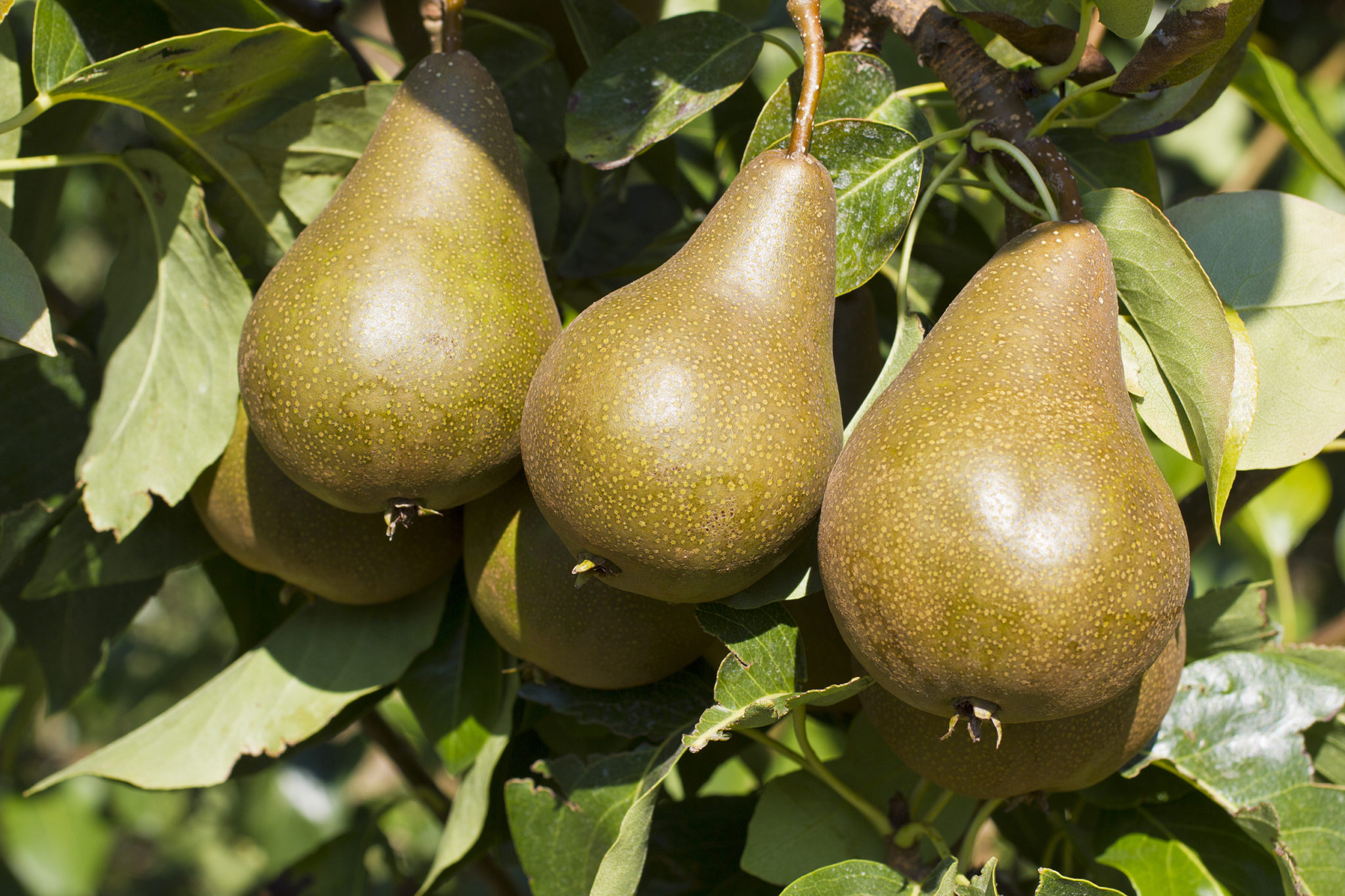 https://bishopsorchards.com/wp-content/uploads/2019/09/bigstock-Bosc-Pears-in-an-Orchard-23670644-1.jpg