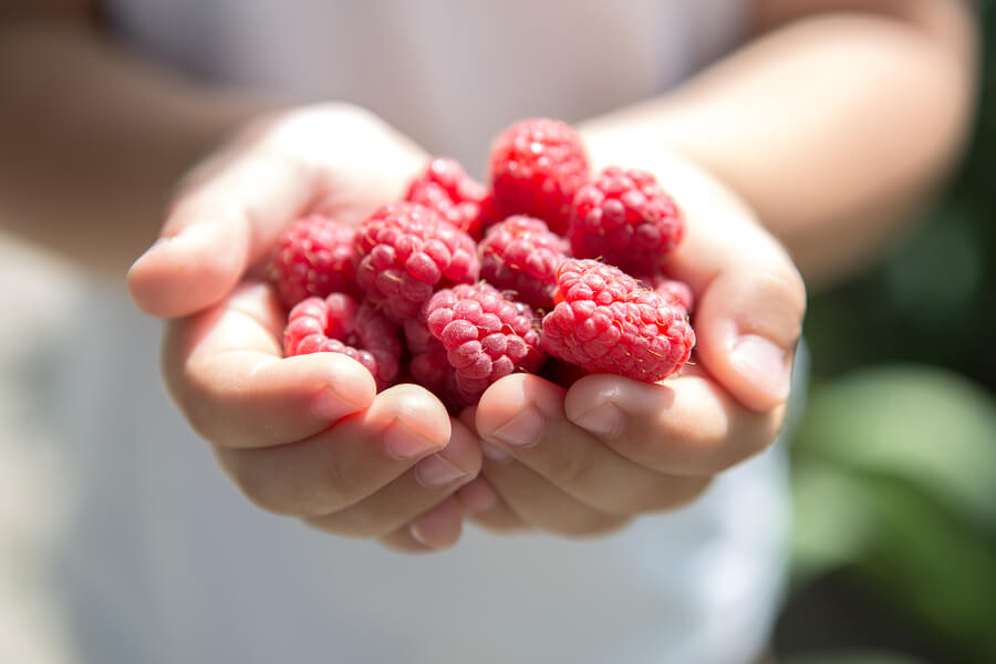 bigstockChildPickingRaspberryKids308514895 2 Orchards