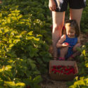 Events & Pick Your Own