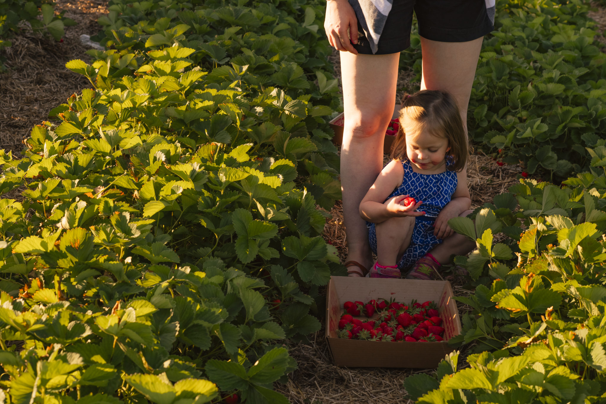 Events & Pick Your Own